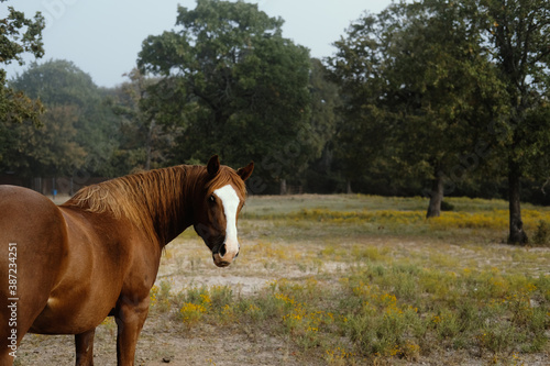 Sorrel Quarter horse in Texas field looking at camera.