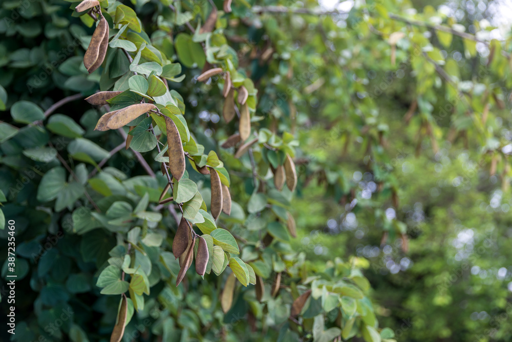 Obraz premium Orchid Tree pod. long bauhinia pod. 