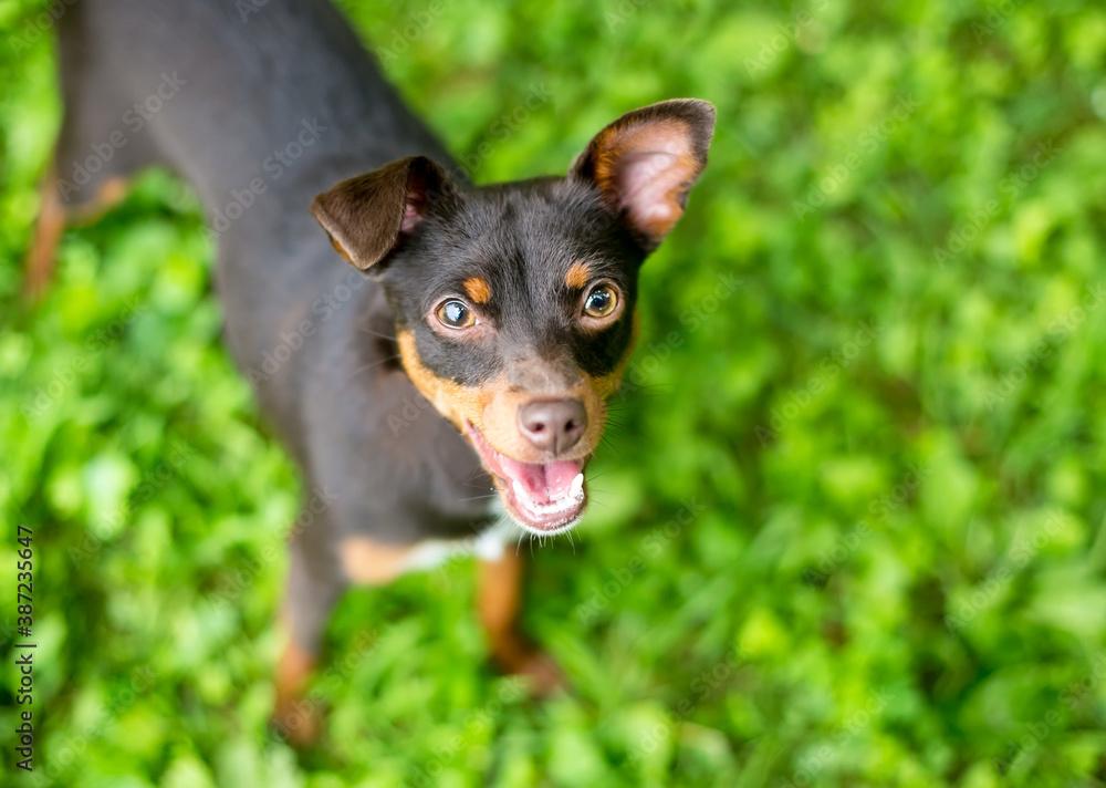 A small Chihuahua x Miniature Pinscher mixed breed dog looking up at the camera with a happy expression