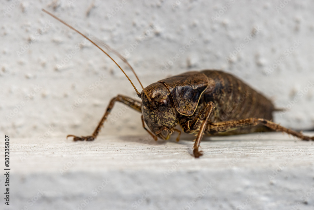 brown grasshopper crawls along a white wooden wall brown grasshopper crawls along a white wooden wall