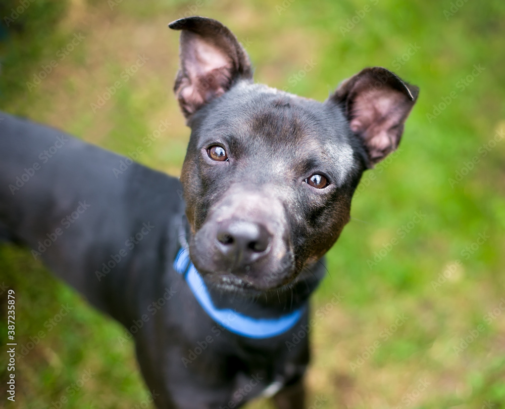 A black Terrier mixed breed dog looking up at the camera with a head tilt