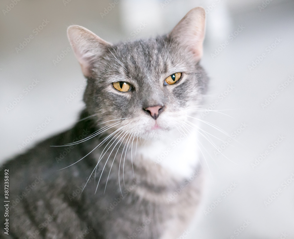 A gray and white tabby shorthair cat with yellow eyes looking at the camera