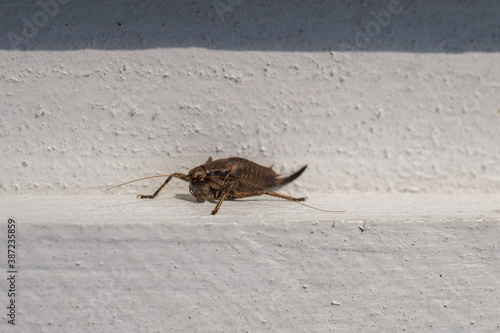 brown grasshopper crawls along a white wooden wall