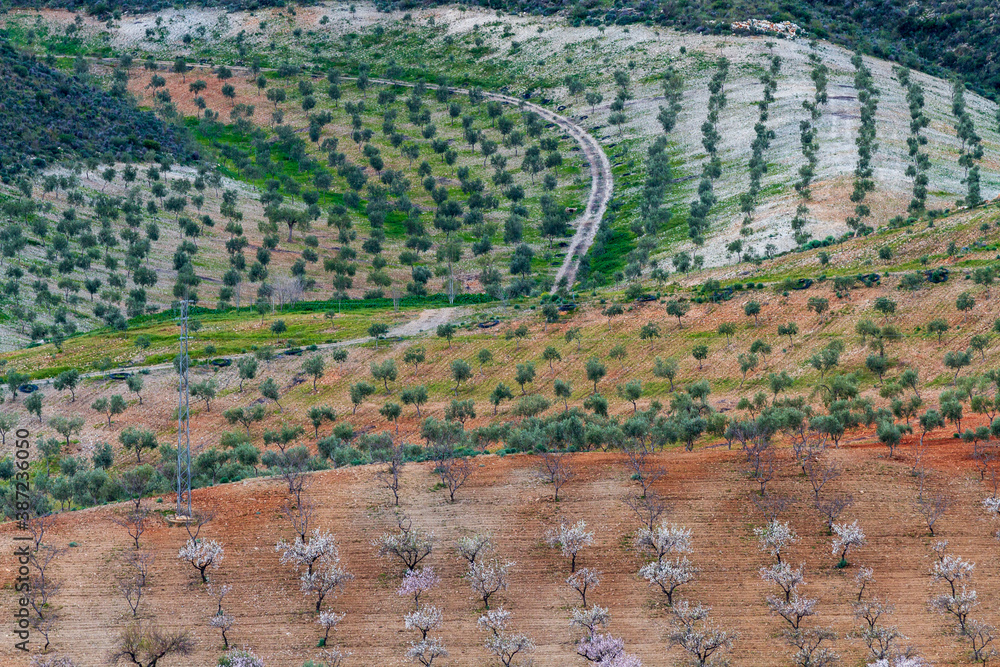 Olivenplantage und Mandelbäume