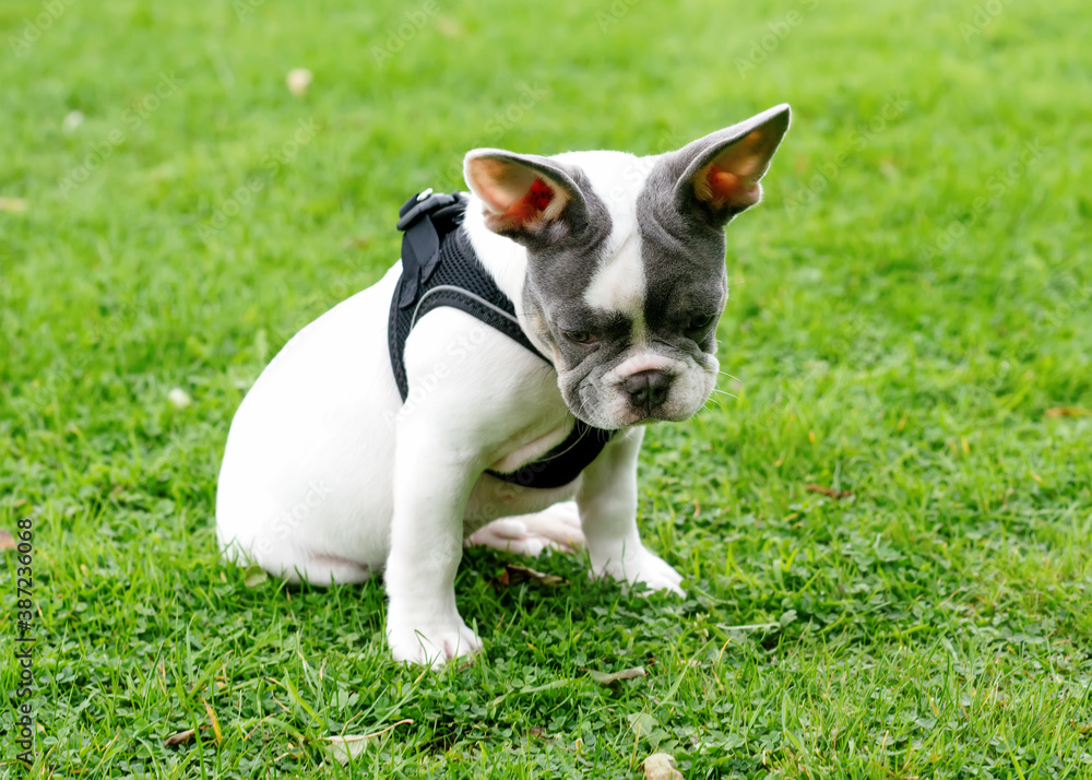 Puppy of White French Bulldog out for a walk sitting on the grass in Summer