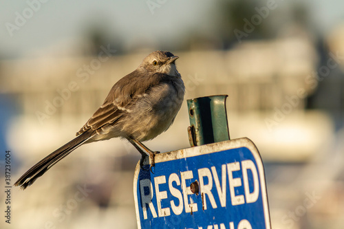 bird on a sign