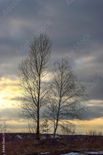 A family of poplar  birch and small pine trees against the evening sky