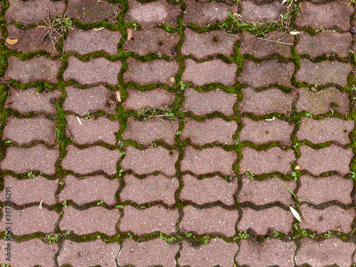 The crevices between the paving stones are overgrown with autumn moss.