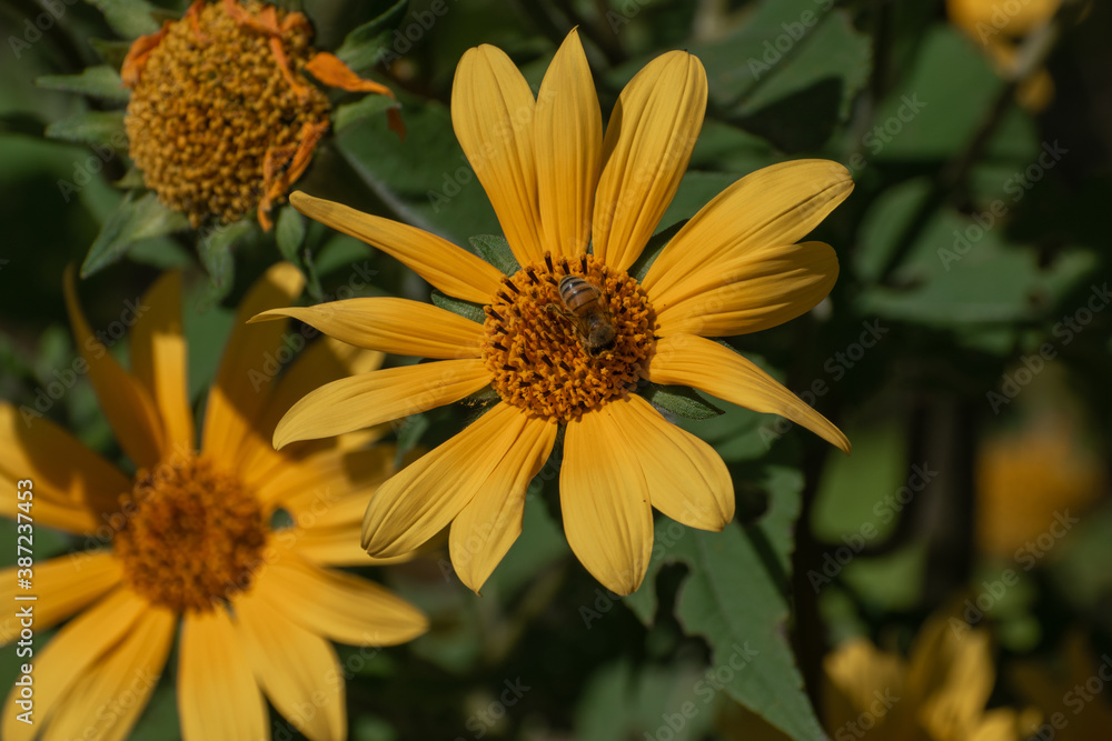 Pequeño habitante yendo de compras. Abeja en campo de flores, Otoño. Pequeño habitante yendo de compras. Abeja en campo de flores, Otoño.