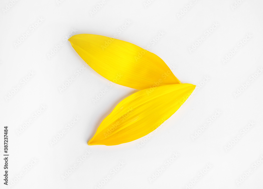Fresh yellow sunflower petals isolated on white, top view