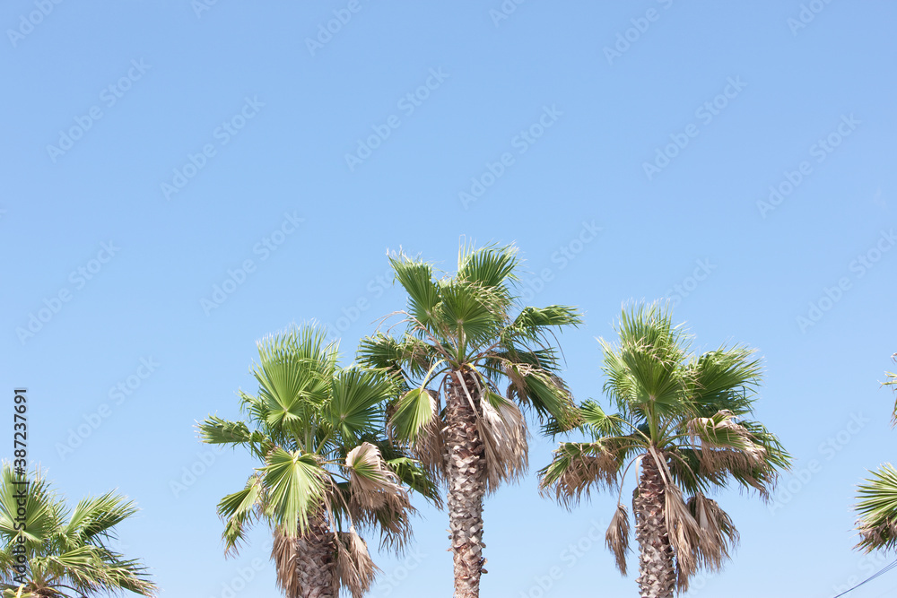 Fototapeta premium ヤシの木