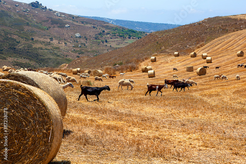Goats on Cyprus