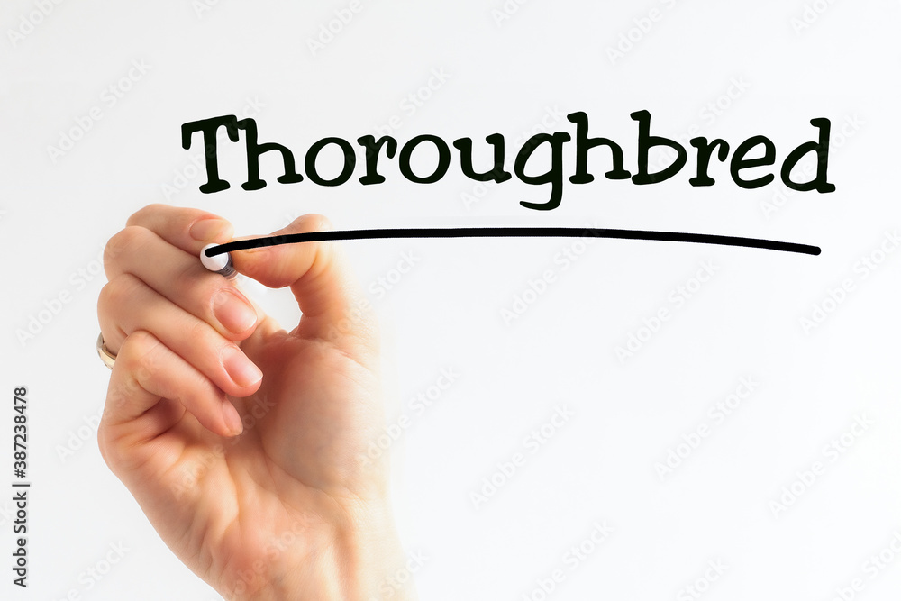 Hand writing inscription Thoroughbred with marker, concept, stock image Hand writing inscription Thoroughbred with marker, concept, stock image