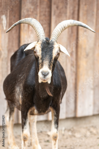 Goat (Ziege, Capra) brown and black