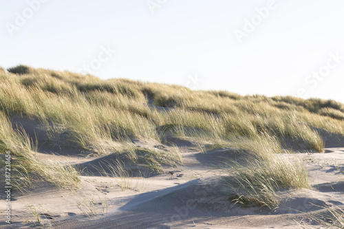 Grass on a beach in Holland 