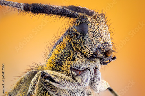 Fototapeta Naklejka Na Ścianę i Meble -  extreme close up of a Golden bloomed grey longhorn beetle portrait.