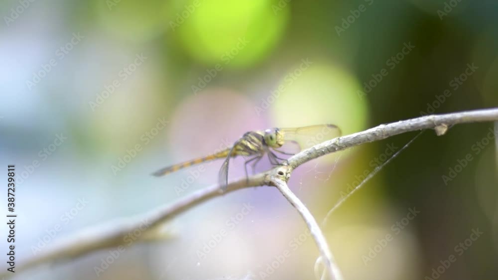 A amazing beautiful Dragonfly in the garden with beautiful bokeh A amazing beautiful Dragonfly in the garden with beautiful bokeh
