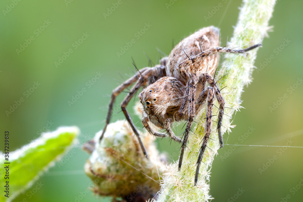 close up of a lynx spider o a fresh stem close up of a lynx spider o a fresh stem