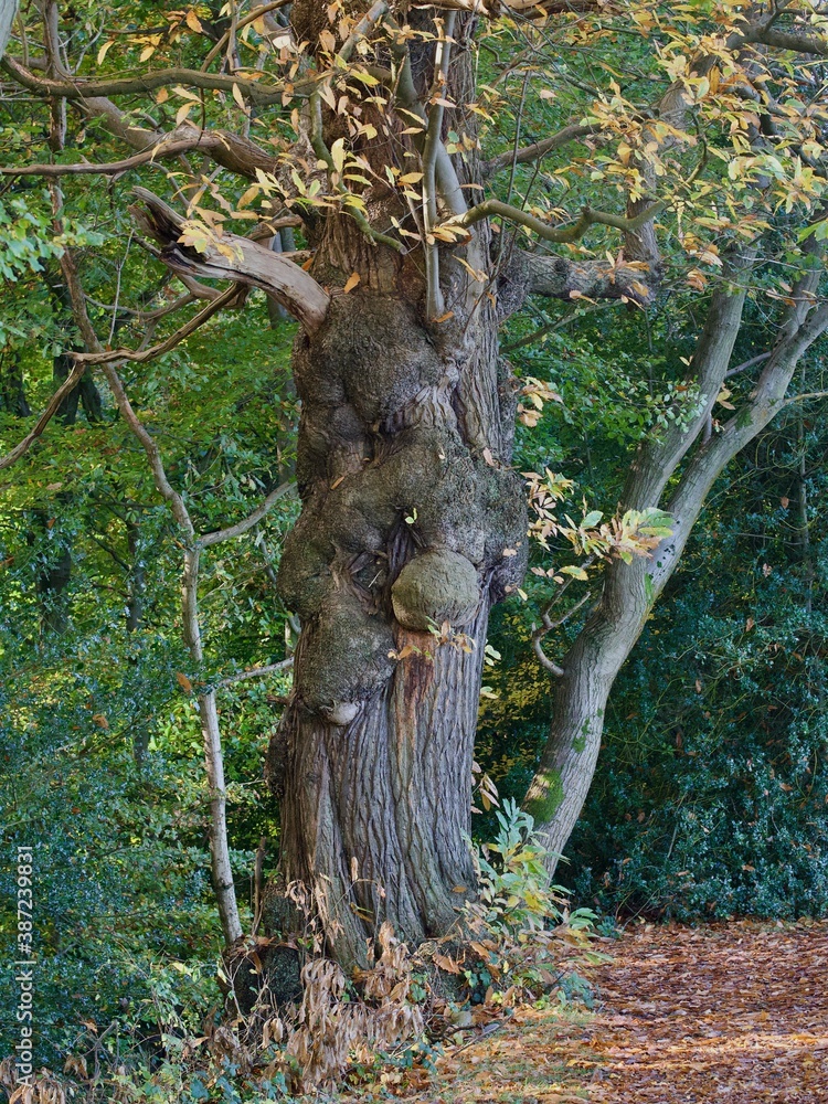 Gnarled Horse Chestnut Tree