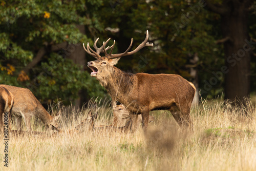 Adult red deer standing up and roaring while walking around his herd during rutting season at Richmond Park, London, United Kingdom. Rutting season last for 2 months during autumn