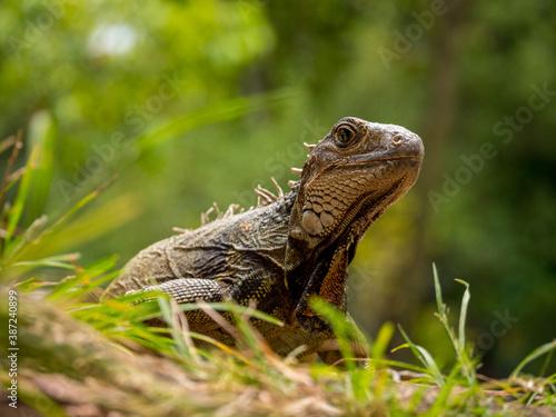 Green Iguana  Iguana Iguana  Large Herbivorous Lizard Staring on the Grass in the Botanical Garden of Medellin  Antioquia   Colombia