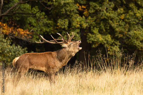 Adult red deer standing up and roaring to other males during rutting season at Richmond Park, London, United Kingdom. Rutting season last for 2 months during autumn