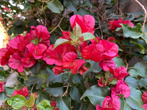 Hot pink flowers in bloom