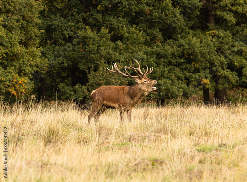 Adult red deer standing up and roaring to other males during rutting season at Richmond Park, London, United Kingdom. Rutting season last for 2 months during autumn