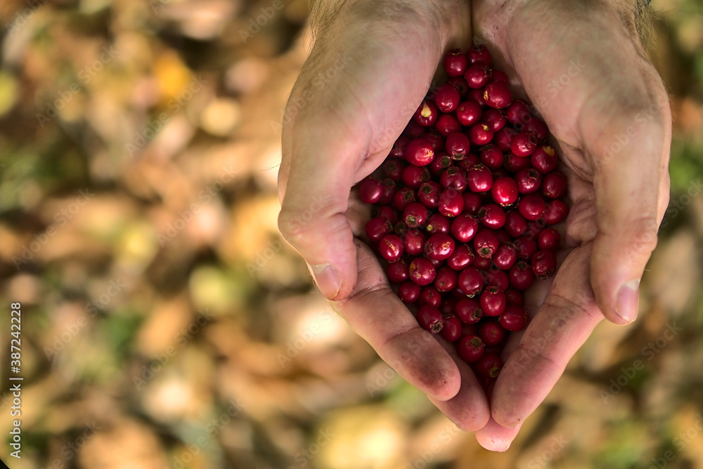 Top view of young man's hand holding Crataegus spp. (Hawthorn) berries on fallen autumn yellow leaves background. Beautiful male hands holding autumnal harvest. Wild berries. County Wicklow, Ireland Top view of young man's hand holding Crataegus spp. (Hawthorn) berries on fallen autumn yellow leaves background. Beautiful male hands holding autumnal harvest. Wild berries. County Wicklow, Ireland