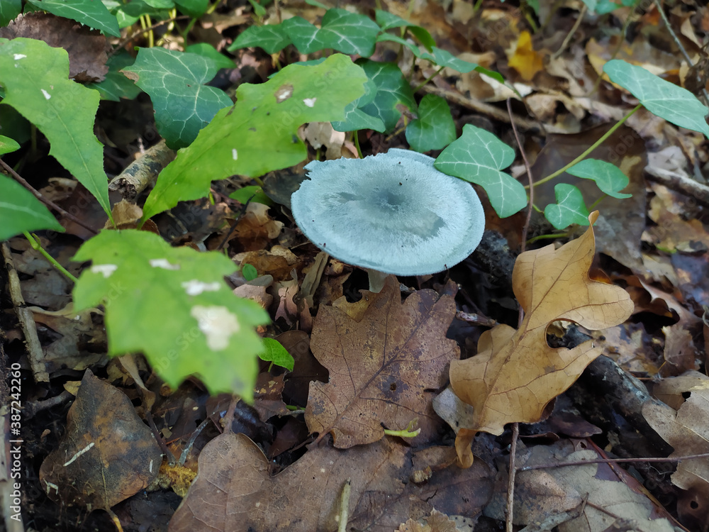 Unknown green mushrooms in the forest Unknown green mushrooms in the forest