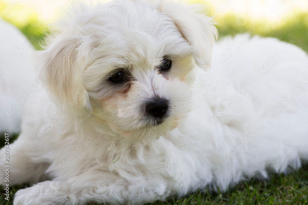 Happy beautiful white puppy maltese dog