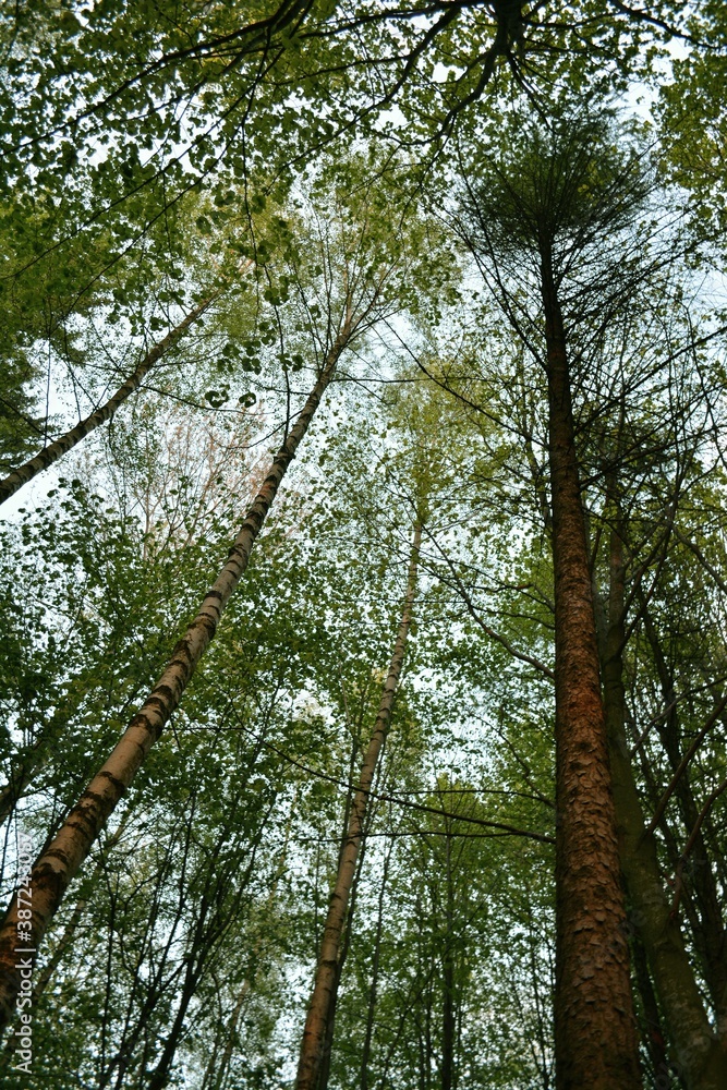 Fototapeta premium trees in the forest