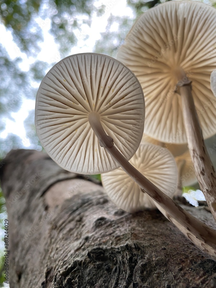 mushroom bottom view mushroom bottom view