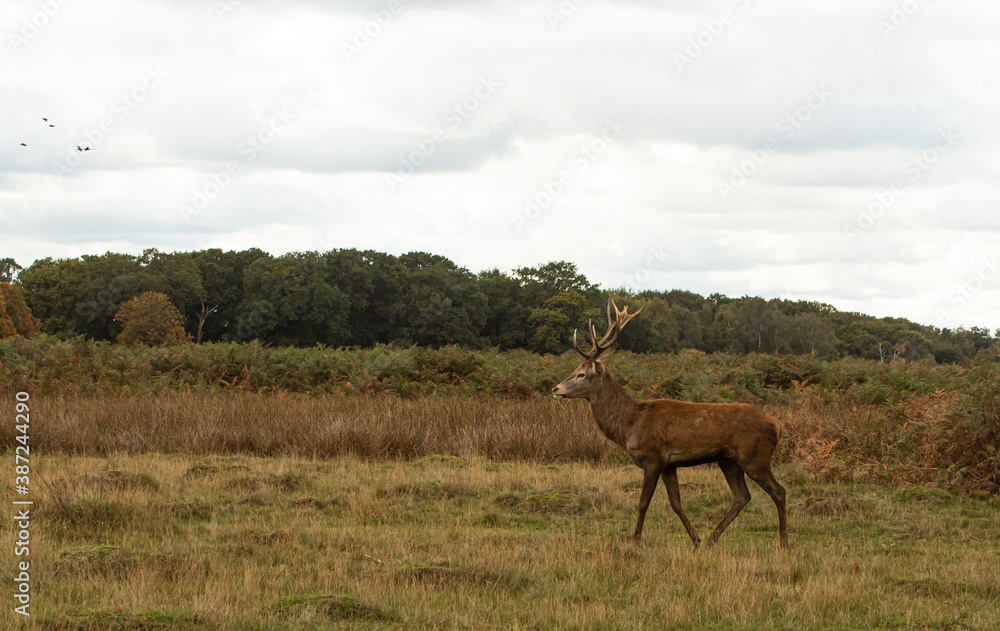Young red deer walking around and looking for females during rutting season at Richmond Park, London, United Kingdom. Rutting season last for 2 months during autumn Young red deer walking around and looking for females during rutting season at Richmond Park, London, United Kingdom. Rutting season last for 2 months during autumn