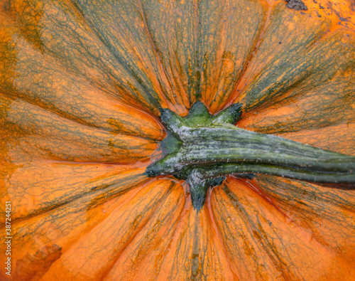Beautiful close up pumpkins at pumpkin patch. Autumn harvesting nature concept.
