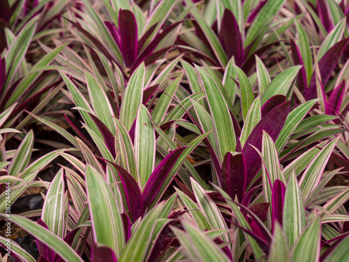 The Boatlily or Moses-in-the-Cradle  Tradescantia spathacea  in a Garden in Medellin  Colombia