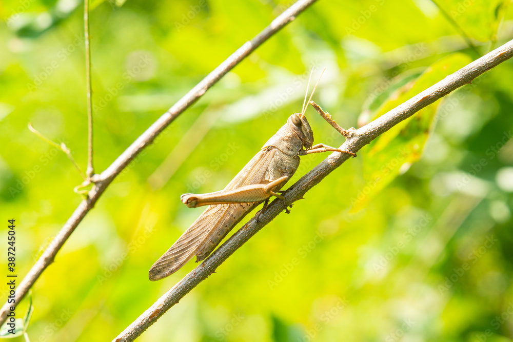 Fototapeta premium armeria 