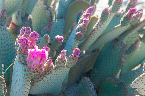 Pink cactus flower with green paddles