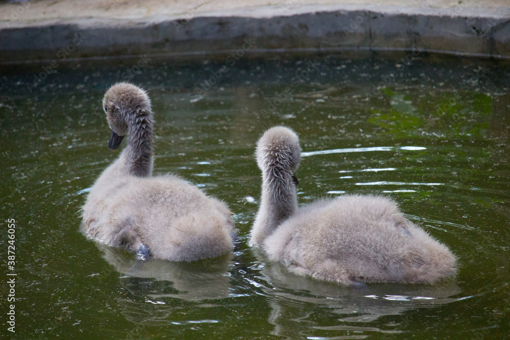 Fototapeta premium Swan chick