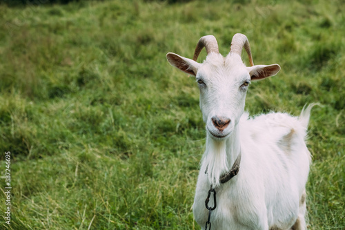 Portrait of a white goat grazing on the grass. Close-up, the animal looks into the camera and wiggles its ears.