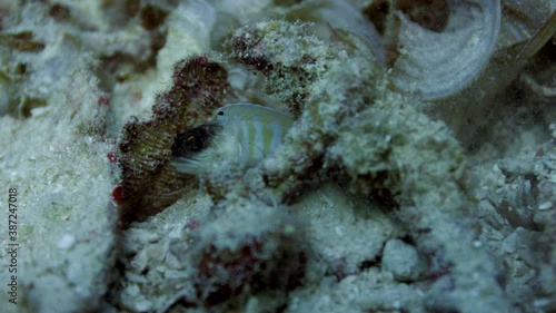 Black cap jawfish(Opistognathus randalli), Raja Ampat, Indonesia photo