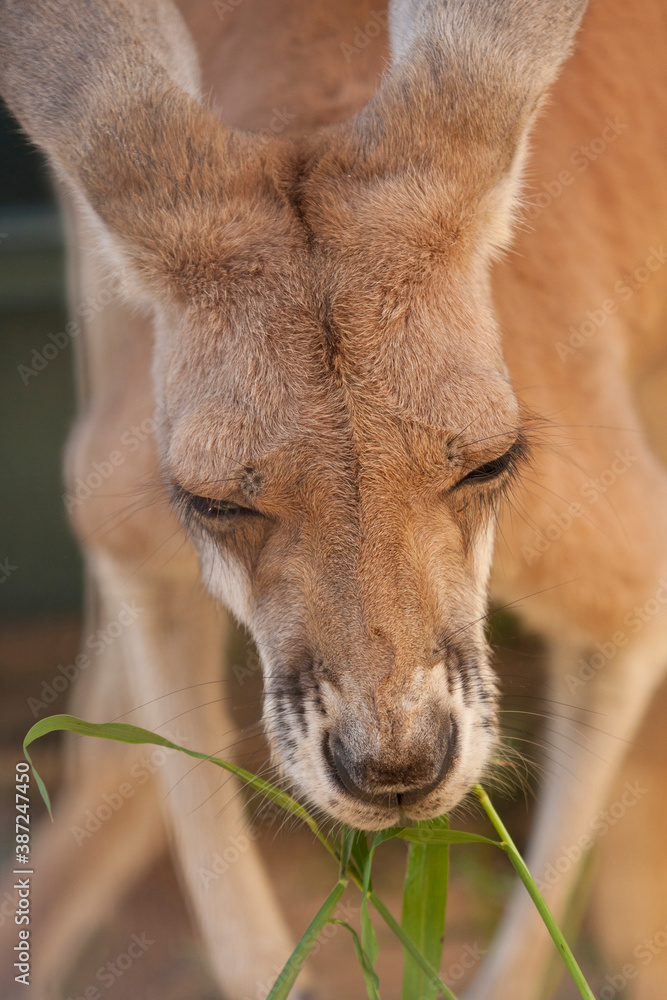 Obraz premium エサをとるカンガルー