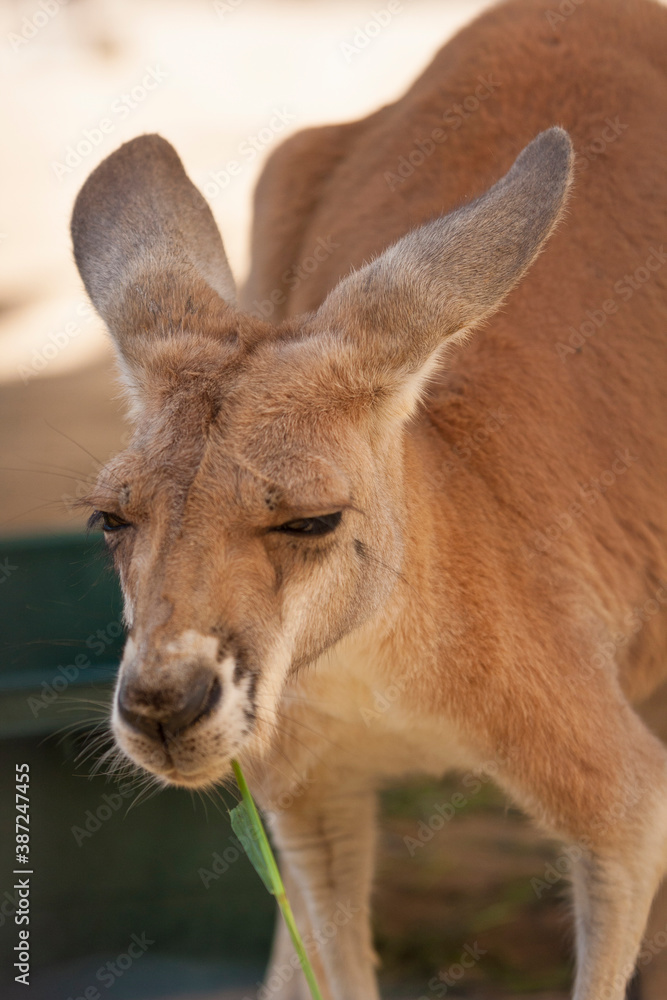 エサをとるカンガルー