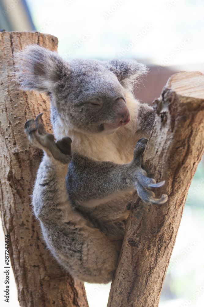 Obraz premium 頭を掻くコアラ