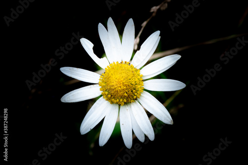 Close shot of a bitten petal daisy