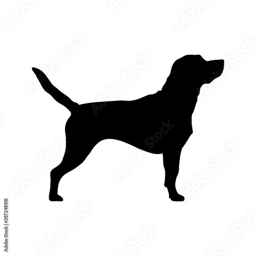 Black dog breed labrador retriever white background. Puppy breed labrador vector isolated black silhouette