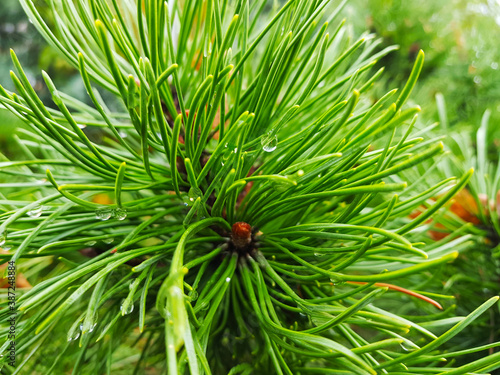 Dew drops on spruce branches near