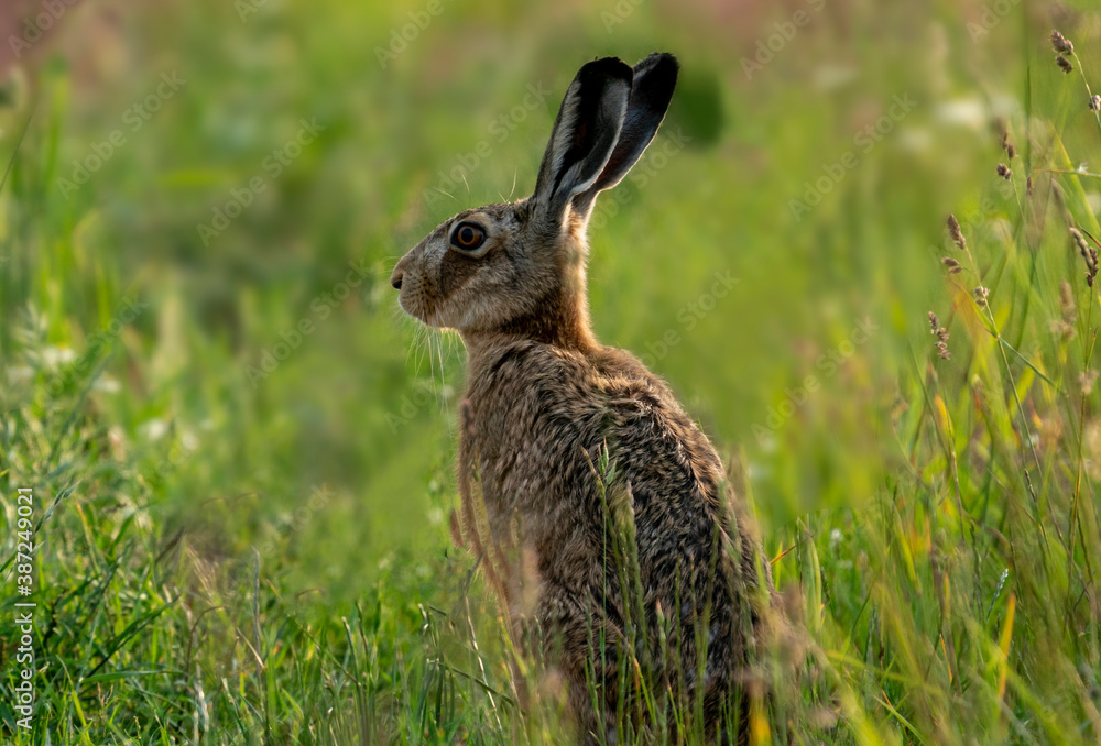 Fototapeta premium Zając szarak