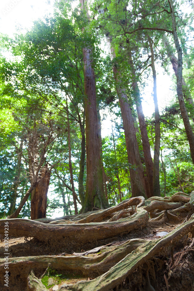 Obraz premium 鞍馬山 木の根道