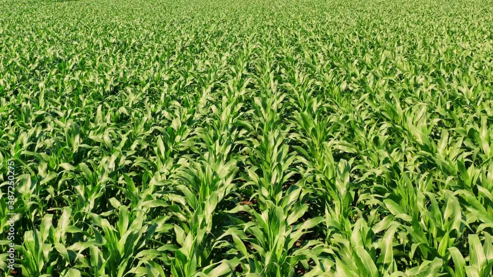 Corn field, aerial over the rows of corn stalks, excellent growth, ripening of the corn field. Agriculture theme. Corn field, aerial over the rows of corn stalks, excellent growth, ripening of the corn field. Agriculture theme.